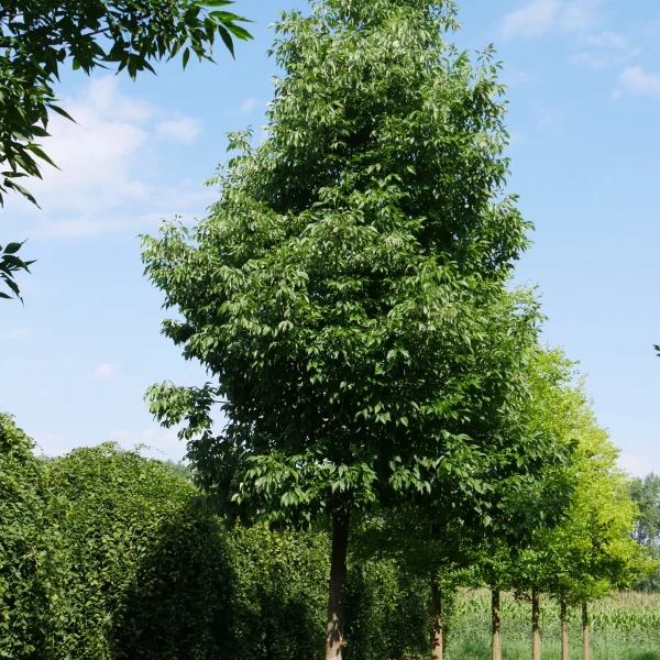 Fraxinus americana 'Autumn Applause' – Amerikaanse es (cv)