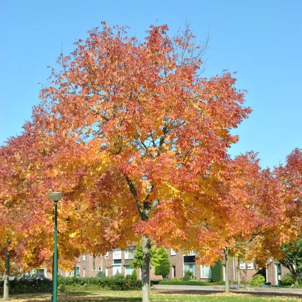 Fraxinus americana var. microcarpa – Amerikaanse es (v)