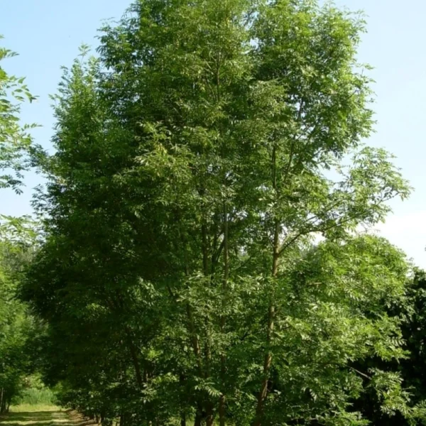 Fraxinus excelsior – Gewone Es