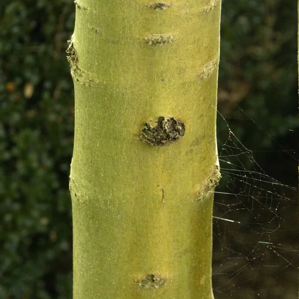Fraxinus excelsior 'Allgold' – Es (cv)
