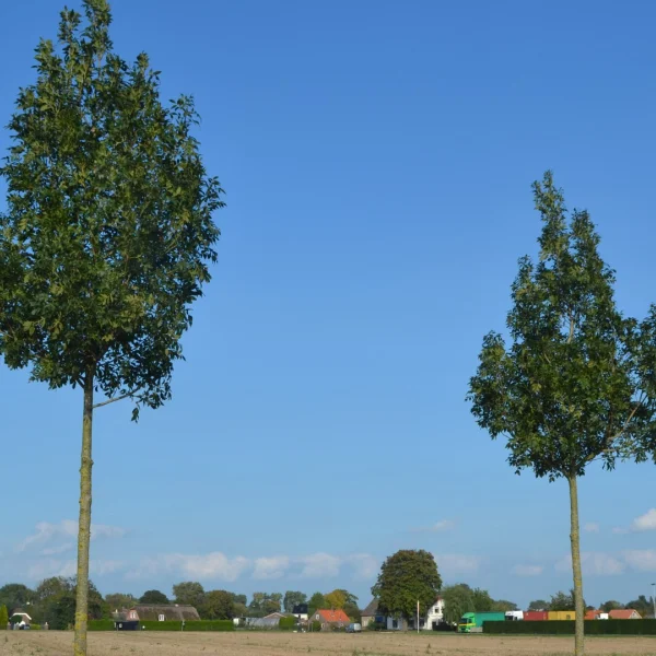 Fraxinus excelsior 'Altena' – Es (cv)