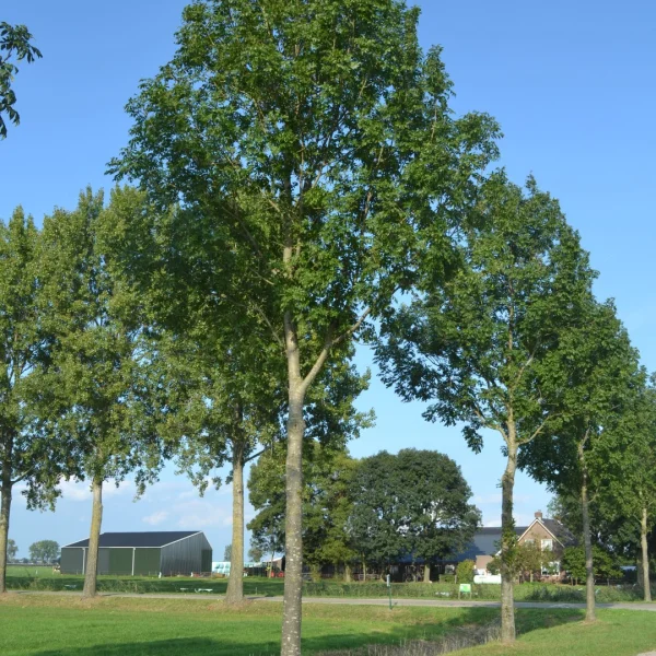 Fraxinus excelsior 'Atlas' – Es (cv)