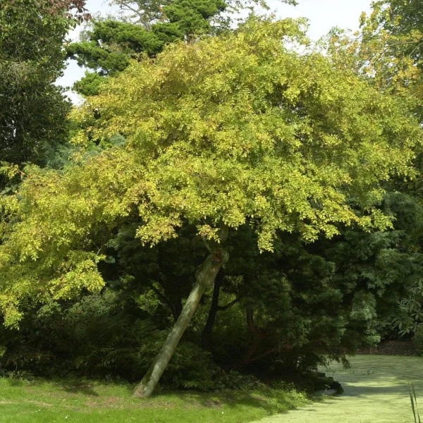 Fraxinus excelsior 'Aurea Pendula' – Gouden treures