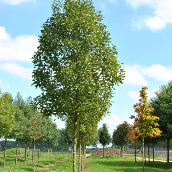 Fraxinus excelsior 'Diversifolia' – Eenbladige es
