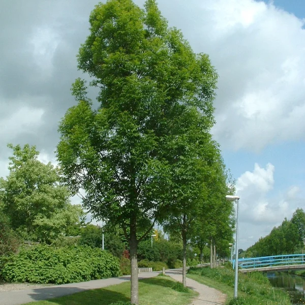 Fraxinus excelsior 'Geessink' – Es (cv)