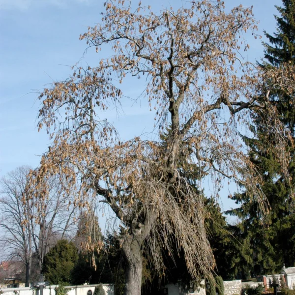 Fraxinus excelsior 'Pendula' – Treures