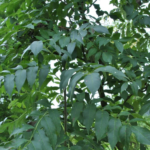 Fraxinus excelsior 'Westhof's Glorie' – Es (cv)