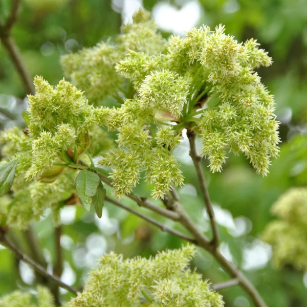 Fraxinus ornus – Pluim-es, Bloem-es, Manna-es