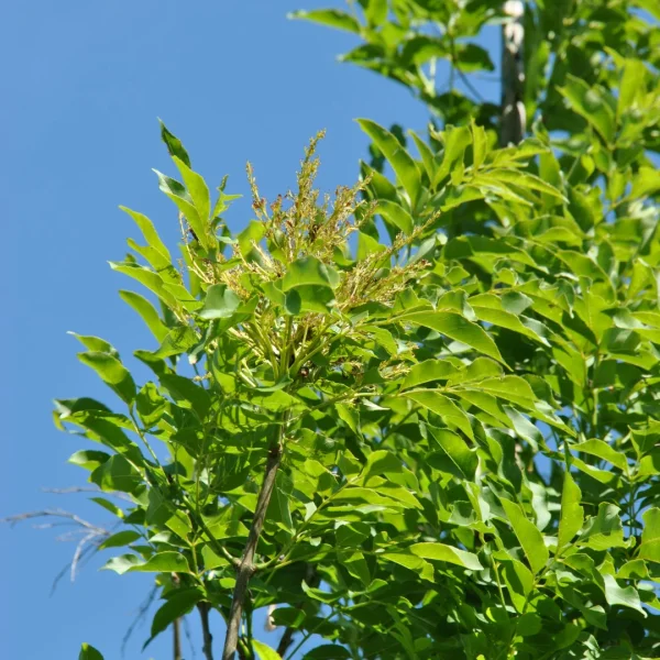 Fraxinus ornus OBELISK ('Paus Johannes Paulus II') – Pluim-es (cv)