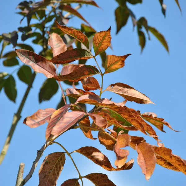 Fraxinus ornus 'Louisa Lady' – Pluim-es (cv)