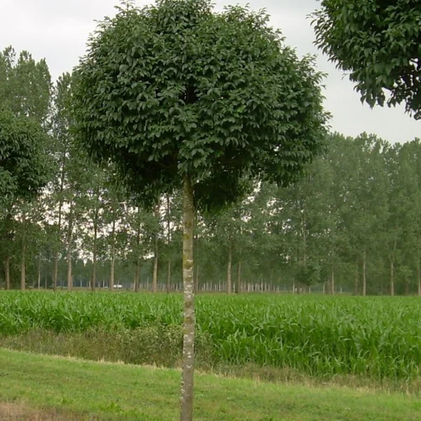 Fraxinus ornus 'Mecsek' – Pluim-es (cv)