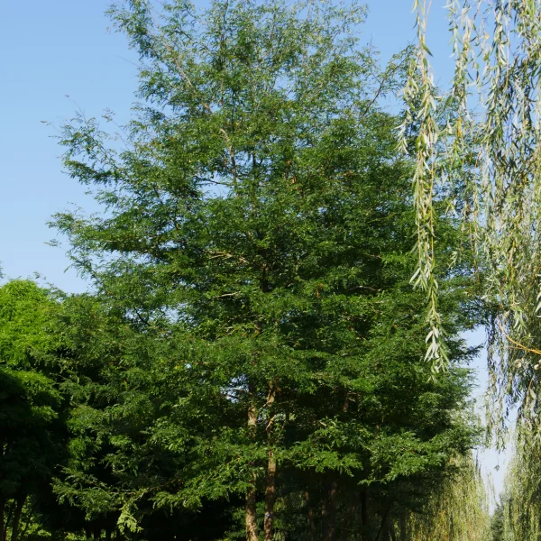 Gleditsia triacanthos – Valse Christusdoorn