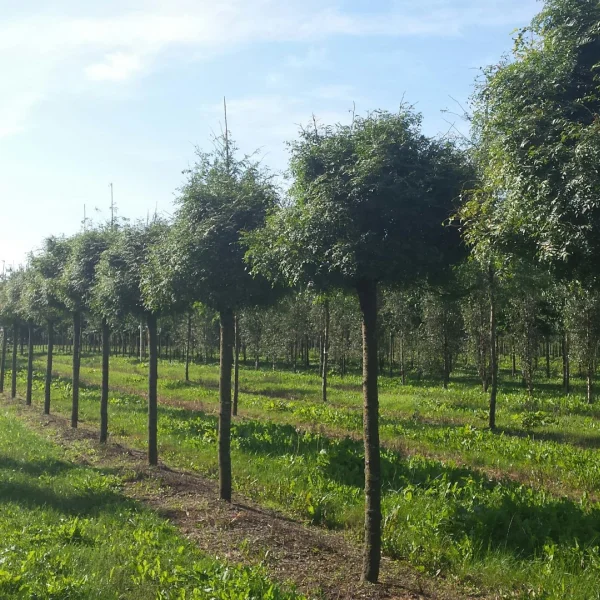 Gleditsia triacanthos 'Globosa' – Bol-valse Christusdoorn (cv)