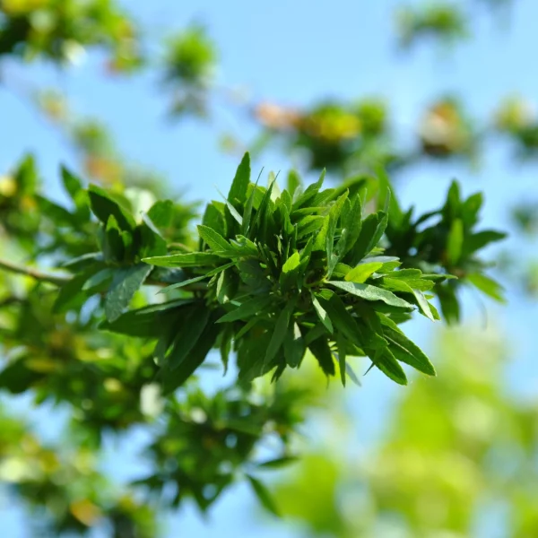 Gleditsia triacanthos 'Goofy' – Dwerg-valse Christusdoorn (cv)