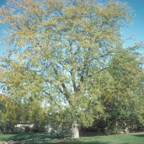 Gleditsia triacanthos 'Moraine' – Valse Christusdoorn (cv)