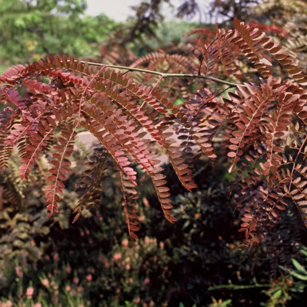 Gleditsia triacanthos 'Rubylace' – Roodbladige valse Christusdoorn (cv)