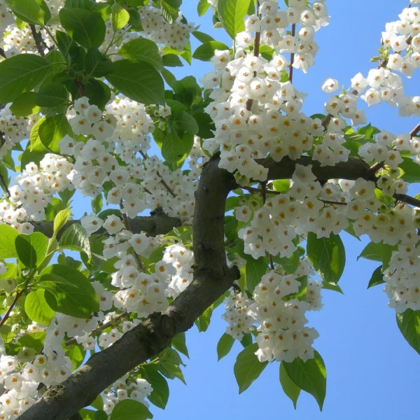Halesia carolina – Sneeuwklokjesboom