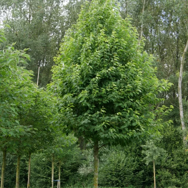 Halesia monticola – Sneeuwklokjesboom