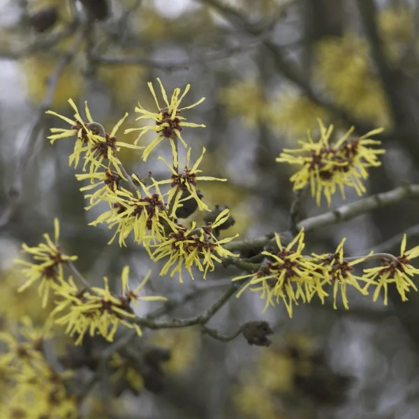Hamamelis ×intermedia – Toverhazelaar