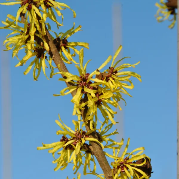 Hamamelis ×intermedia 'Angelly' – Toverhazelaar (cv)