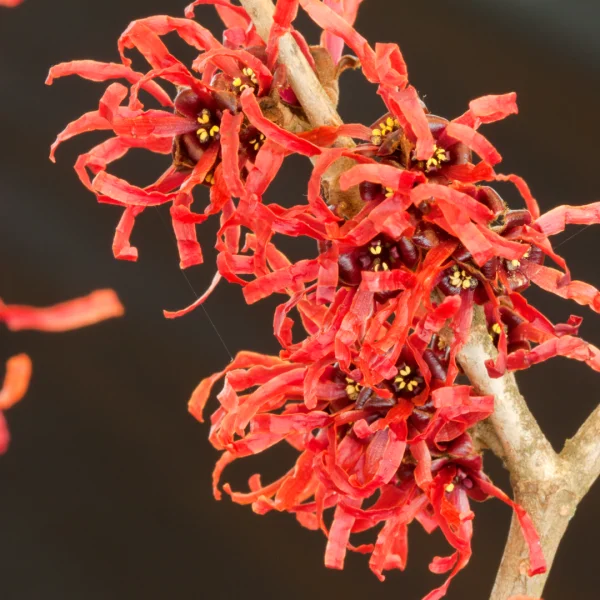 Hamamelis ×intermedia 'Diane' – Toverhazelaar (cv)