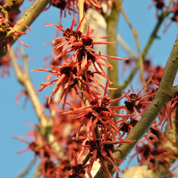 Hamamelis ×intermedia 'Ruby Glow' – Toverhazelaar (cv)