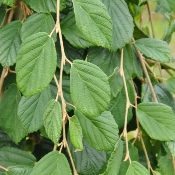 Hamamelis japonica 'Pendula' – Treurende toverhazelaar