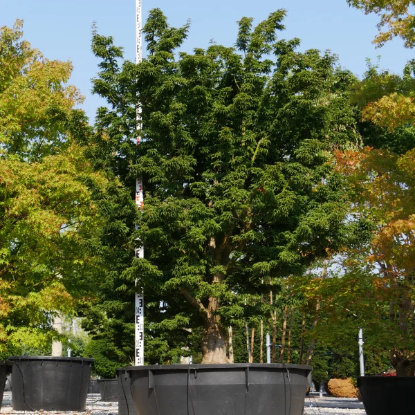 Acer palmatum 'Shishigashira' – Japanse esdoorn (cv)