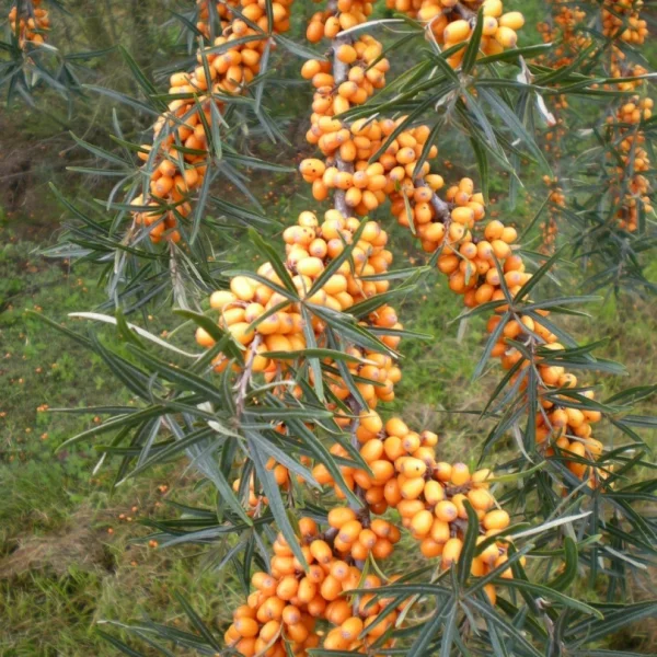 Hippophae rhamnoides – Duindoorn