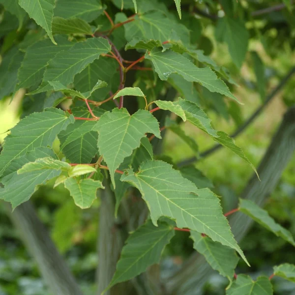 Acer pensylvanicum – Pennsylvanische esdoorn