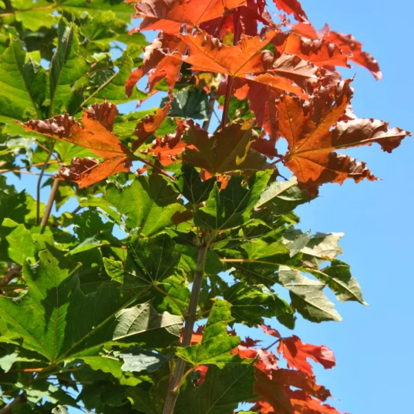 Acer platanoides CONQUEST ('Conzam') – Noorse esdoorn (cv)