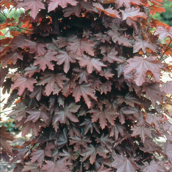 Acer platanoides 'Crimson Sentry' – Roodbladige Noorse esdoorn (cv)