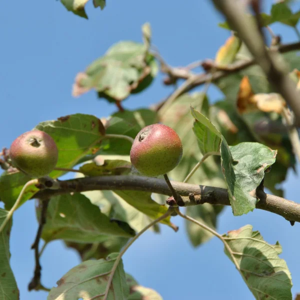 Malus tschonoskii 'Belmonte' – Sierappel (cv)