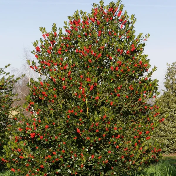 Ilex ×altaclerensis 'Camelliifolia' – Grootbladige hulst (cv)