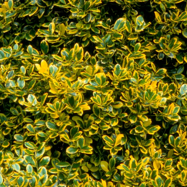 Ilex ×altaclerensis 'Golden King' – Grootbladige hulst (cv)
