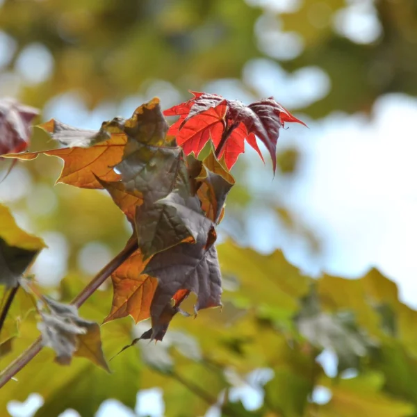 Acer platanoides 'Deborah' – Noorse esdoorn (cv)