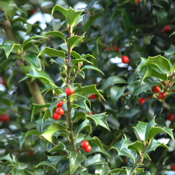 Ilex ×aquipernyi DRAGON LADY ('Meschick') – Hulst (cv)