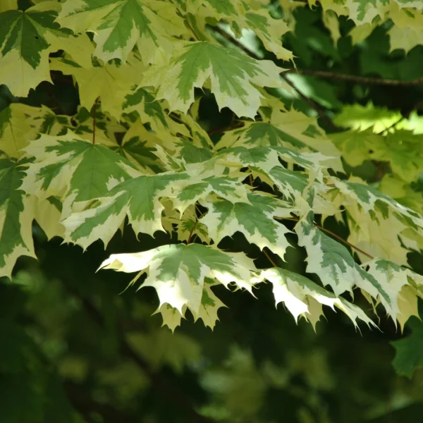 Acer platanoides 'Drummondii' – Noorse esdoorn (cv)