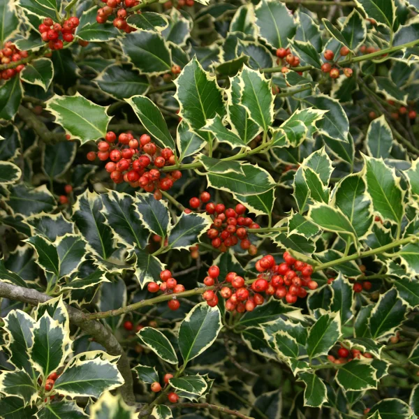 Ilex aquifolium 'Argentea Marginata' – Zilvergerande hulst