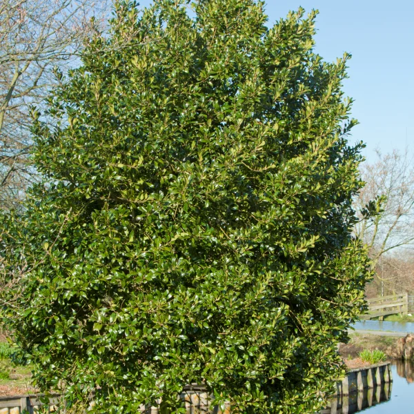 Ilex aquifolium 'Atlas' – Scherpe hulst (cv)