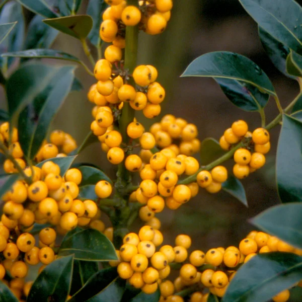 Ilex aquifolium 'Bacciflava' – Scherpe hulst (cv)