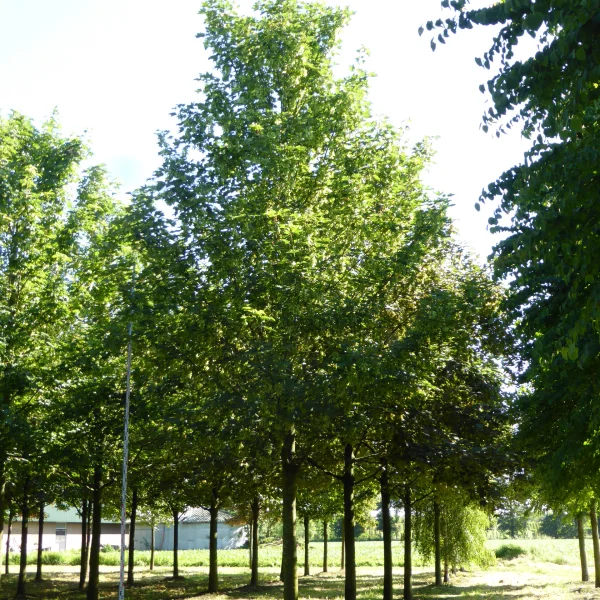 Acer platanoides 'Erectum' – Zuilesdoorn (cv)
