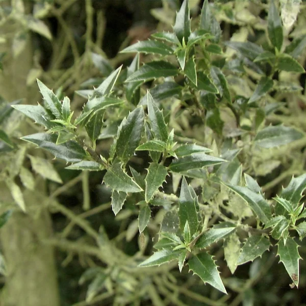 Ilex aquifolium 'Myrtifolia' – Ananashulst