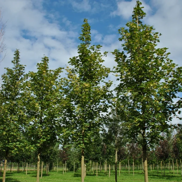 Acer platanoides 'Farlake's Green' – Noorse esdoorn (cv)