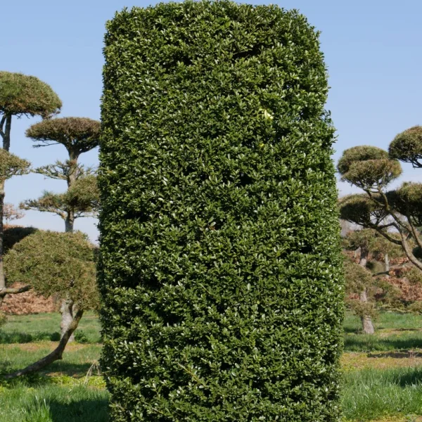 Ilex crenata – Japanse hulst