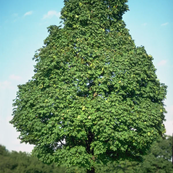 Acer platanoides 'Olmsted' – Noorse esdoorn (cv)