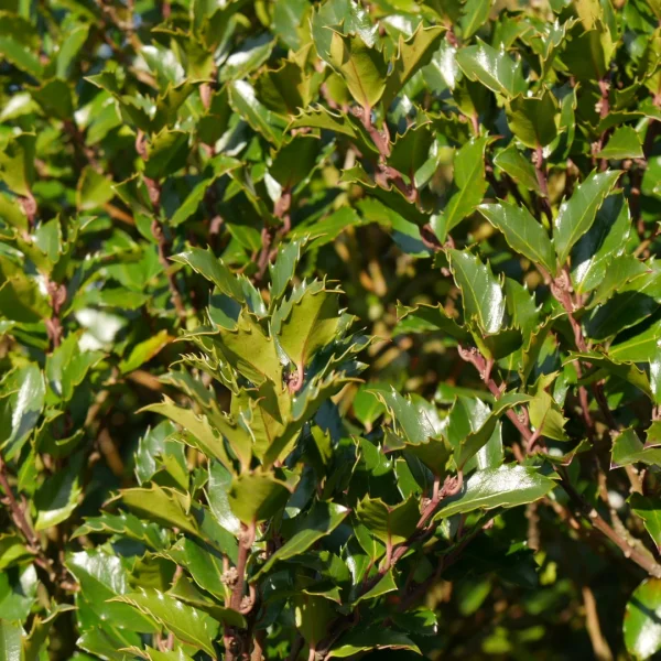 Ilex ×meserveae 'Blue Prince' – Blauwe hulst (cv)