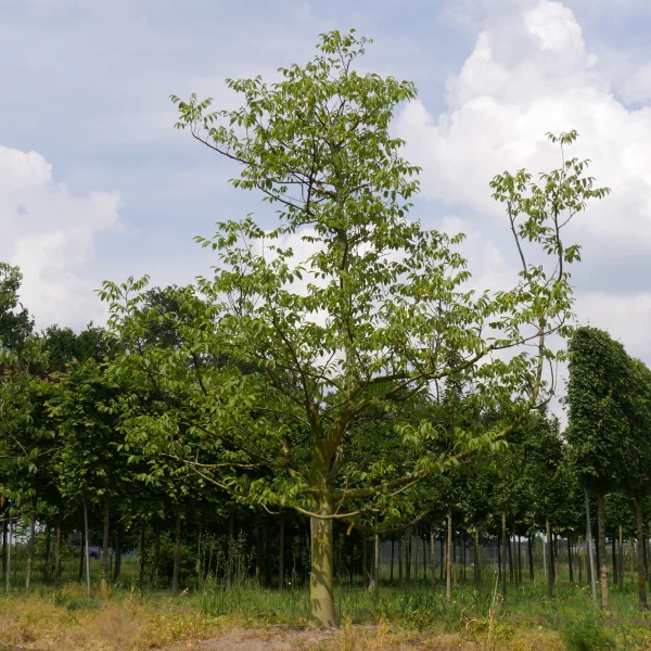 Juglans regia 'Lara' – Walnoot (cv)