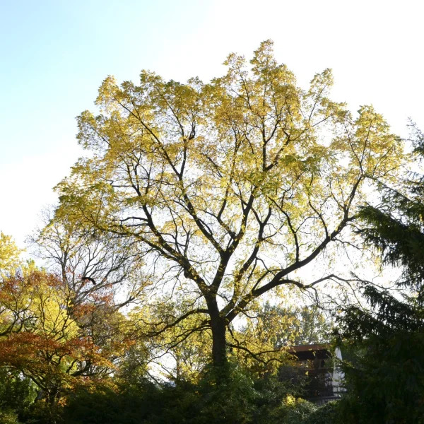 Juglans mandshurica – Mantsjoerijse walnoot