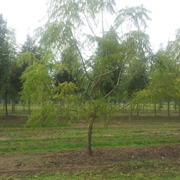 Juglans nigra 'Laciniata' – Zwarte walnoot (cv)